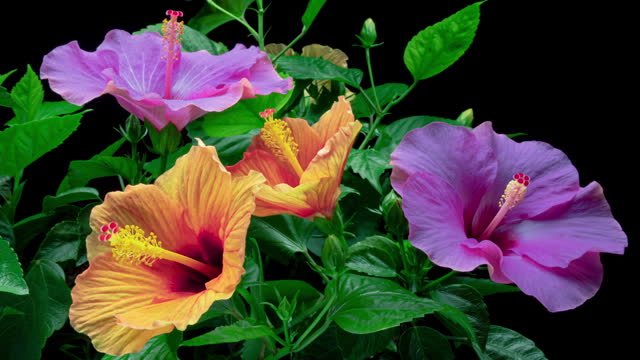Timelapse of two beautiful pink purple and two orange hibiscus flowers blooming on black background, close up. Springtime. Mother's day, Holiday, Love, birthday, Easter background design. 4K