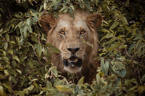 A young male lion peering through the leafy bush in the Masai Mara of Kenya. Symmetrical head-on view with intense eyes looking directly at camera.