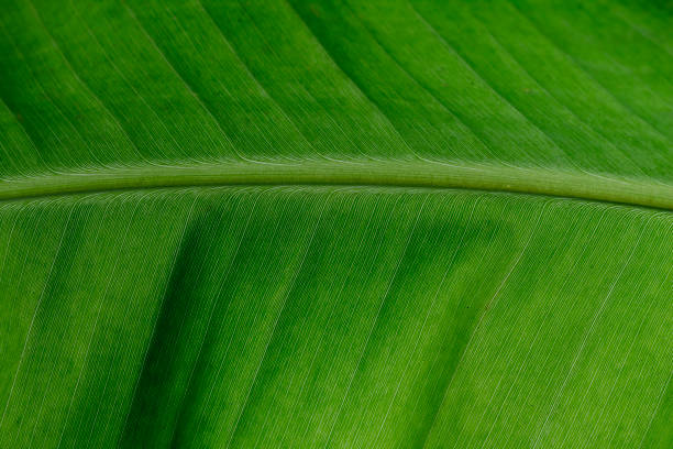 緑のバナナの葉のクローズアップマクロショット - 葉の質感 - macro film summer plants nature ストックフォトと画像