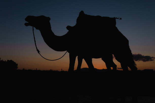 Silhouette camel at sunset on the dunes of the Thar desert. Jaisalmer, India.