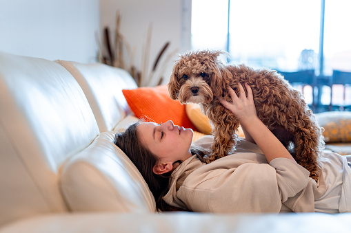 Young girl in casual clothes lying on the white sofa with cushionsand playing with her maltipoo dog.