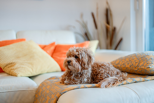 Cute small brown Maltipoo dog lying down on the white sofa on the yellow blanket and looking away.