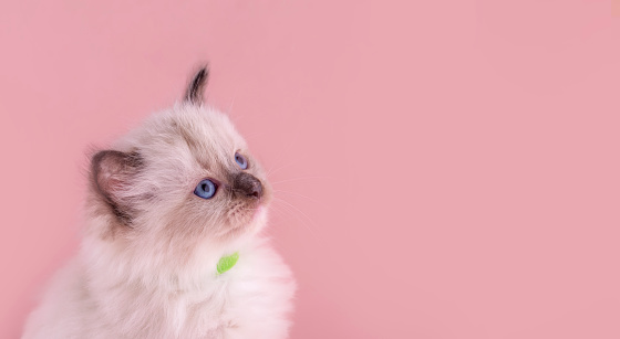 portrait of little  ragdoll kitten with blue eyes in green collar  sitting on a pink background. Space for text.  Photo for card and calendar