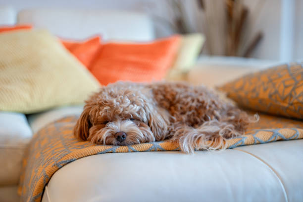 istock Brown Maltipoo Dog On The Sofa 1953041348