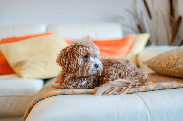 istock Brown Maltipoo Dog On The Sofa 1953041352