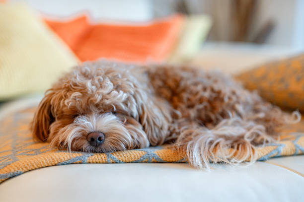 istock Brown Maltipoo Dog On The Sofa 1953041371