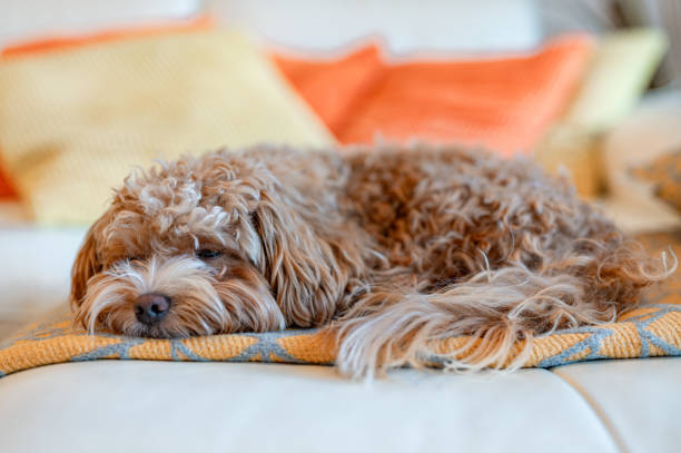 istock Brown Maltipoo Dog On The Sofa 1953041374