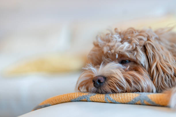 istock Brown Maltipoo Dog On The Sofa 1953041902