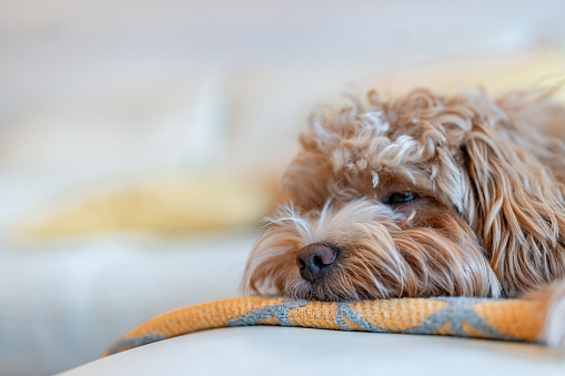 Cute small brown Maltipoo dog lying down and sleeping on the white sofa on the yellow blanket.