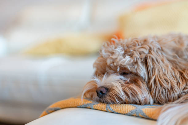 istock Brown Maltipoo Dog On The Sofa 1953041905