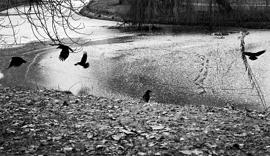 Crows fly at the shore of the frozen lake in Chemnitz Schlossteich lake Public park in Germany.