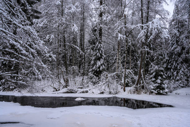 snow-covered forest thicket. frozen lake