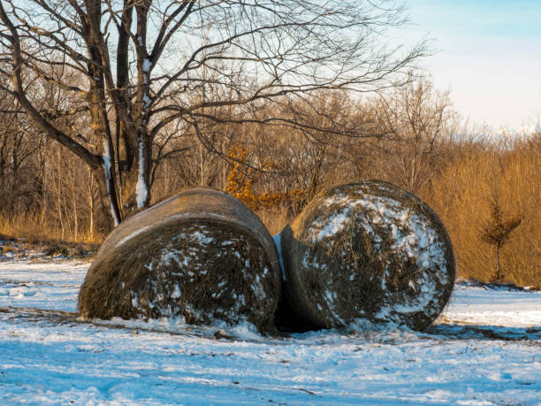 istock Hay bales covered with snow on moutain 1953051326