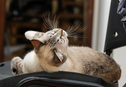 domestic cats playing on a chair