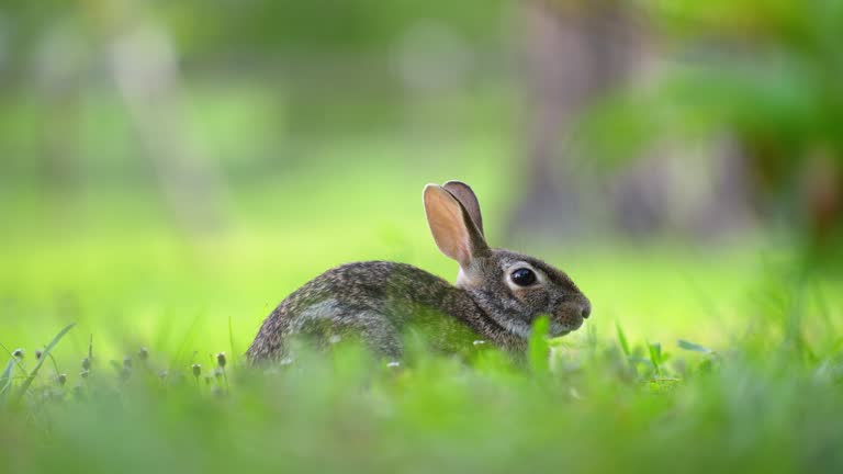 Wild rabbit in nature. Grey small hare eating grass on Florida backyard