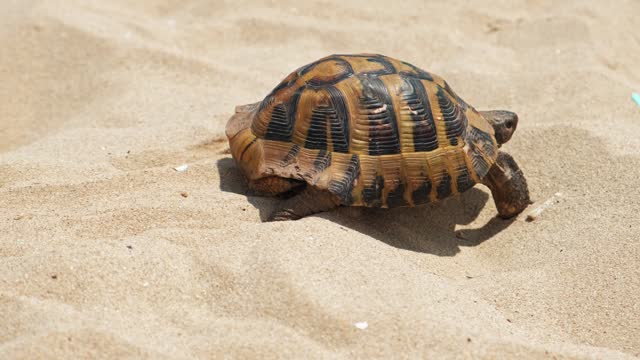 Close up video of Turtle walking on sand during summer hot days
