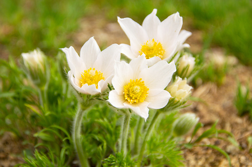 Detail of wood anemones in the forrest with backlight and blue sky in the background creating an idyllic mood