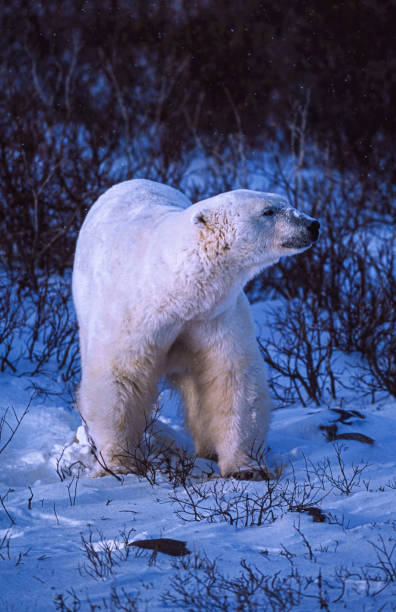 Close-up of one polar bear (Ursus maritimus) standing in the willows along the Hudson Bay, waiting for the bay to freeze over so it can begin the hunt for ringed seals.Taken in Churchill, Manitoba, Canada