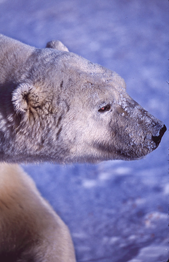 Close-up of one polar bear (Ursus maritimus) walking on the frozen water along the Hudson Bay, waiting for the bay to freeze over so it can begin the hunt for ringed seals.\n\nTaken in Churchill, Manitoba, Canada