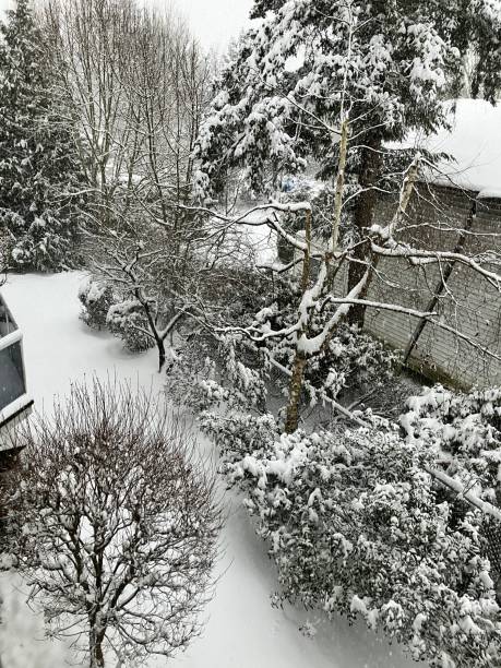 istock Snow covered backyard trees and bushes 1953116483