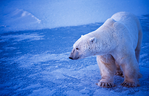 Lone male polar bear (Ursus maritimus) standing on frozen body of water on the shore of Hudson Bay.\n\nTaken in Churchill, Manitoba, Canada