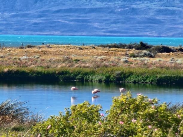 istock Birds in patagonia 1953137158