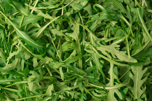 istock Fresh leaves of arugula as a background. 1953140981