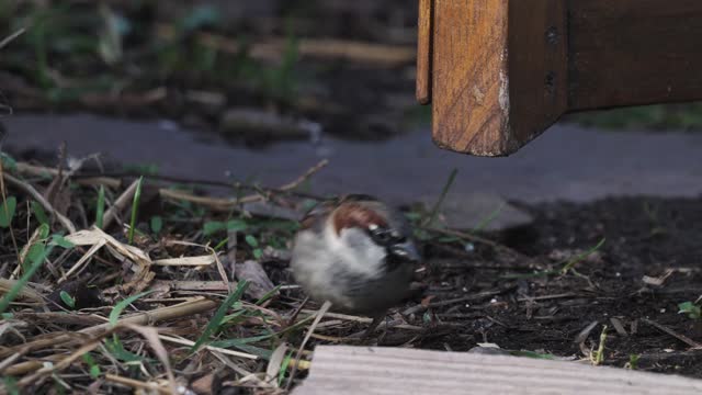 Eurasian tree sparrow hopping on ground while eating seeds, slow motion close up