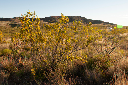 Creosote bush, Lihue Calel National Park, La Pampa, Argentina