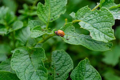 A red Colorado potato beetle larva eats juicy green potato leaves in a field. Leptinotarsa decemlineata. Agriculture, insect pests.