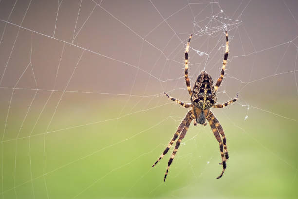 istock European garden spider on the web 1953164809