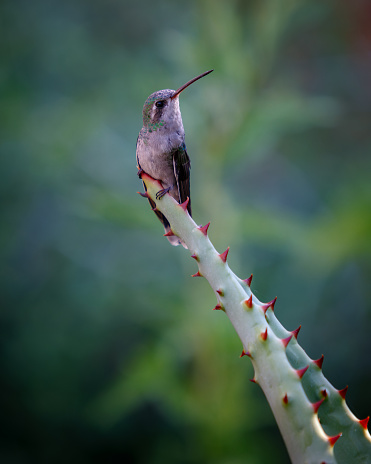 Hummingbird at Arizona-Sonora Desert Museum