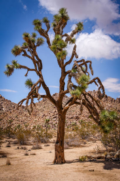 Joshua Tree National Park