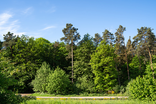 View of a landscape with forest trees and blue sky in summer