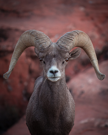 Big Horn Sheep - Valley of Fire State Park