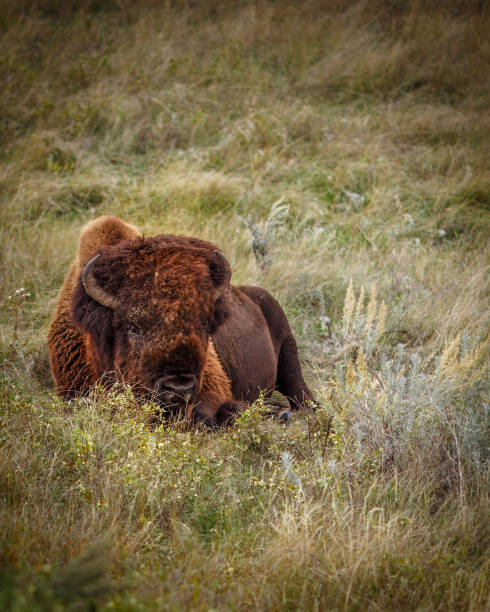Buffalo at Teddy Roosevelt National Park