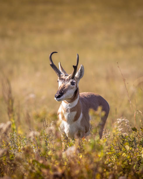 A pronghorn standing in grasslands on a hillside