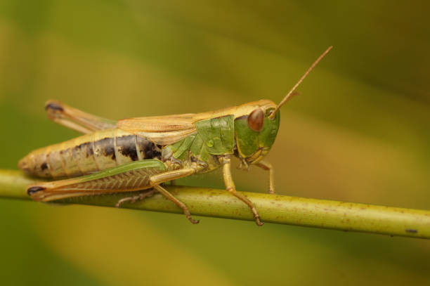 istock Closeup on a Common European meadow grasshopper, Chorthippus parallelus sitting on a grass straw 1953172761