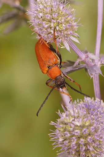 Natural vertical closeup on a Red-brown Longhorn Beetle, Corymbia rubra on a blue Eryngium thistle