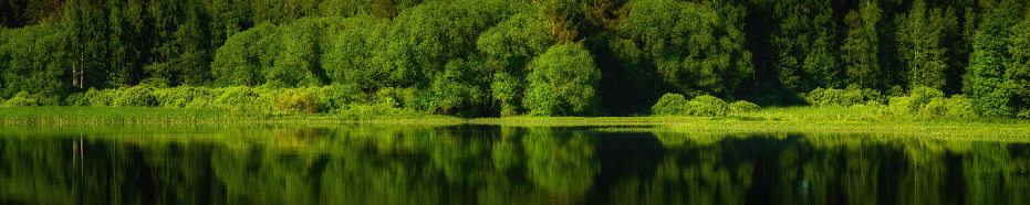summer bright lush green landscape. beautiful panoramic widescreen view of the coastal forest with reflection on the calm water surface of a large lake