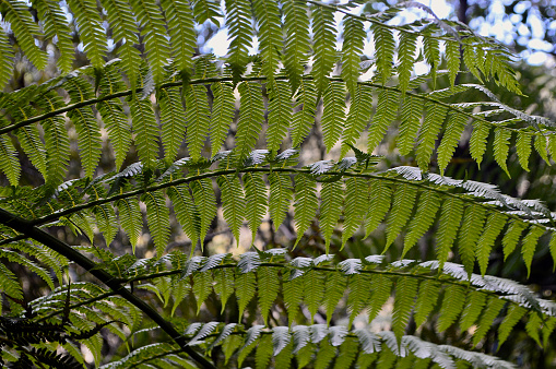 A Close-up of Fern tree fronds in the forest of the Blue Mountains west of Sydney.