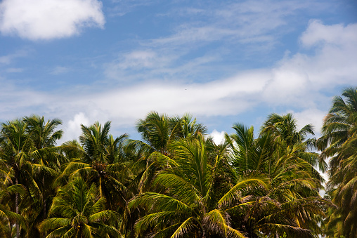 Coconut tree plantation on Miai de Baixo beach in the Municipality of Cururipe in the State of Alagoas in northeastern Brazil