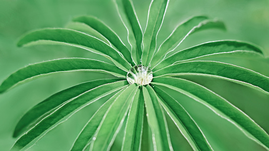 Beautiful transparent drop of water on a green leaf Lupine macro with sun glare. Raindrop in the Lupin leaf. Dew. Water after rain in the leaves. Morning dew. Green Lupine in spring garden. Ecology