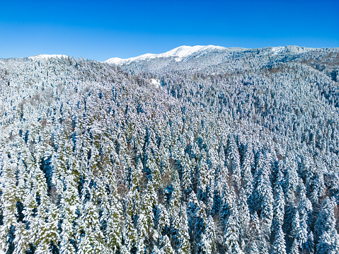 Aerial forward shot of frozen tall trees in forest - Beautiful scenery in Yedigoller Bolu