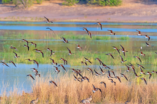 A Flock of Black Winged Pratincole Taking Off Above the Chobe River in Botswana