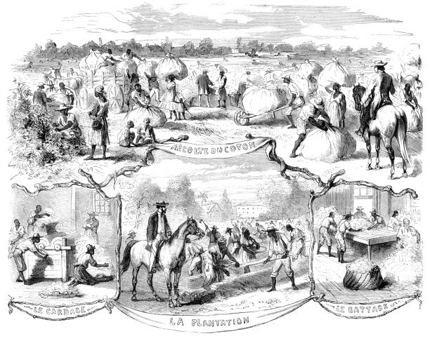 African slaves harvesting cotton in United States illustration 1858 African slaves harvesting cotton in United States illustration 1858
Original edition from my own archives
Source : 1858 Correo de Ultramar drawing of slaves working stock illustrations