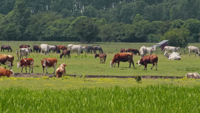 Footage of cows, horses and donkeys grazing together on a green pasture