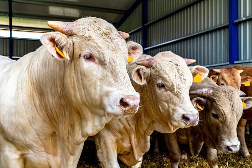 Cow feeding in farm is tajima mixed wagyu for meat food