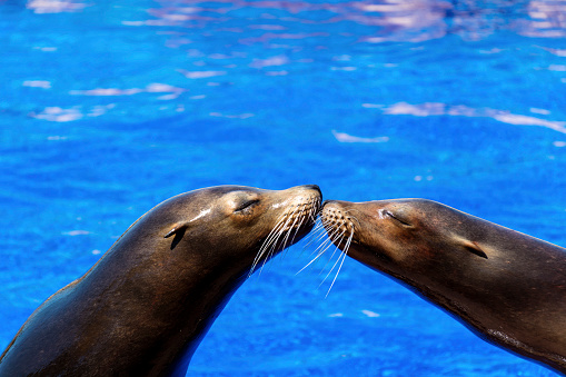 California Sea Lions touch Noses in Affectionate Embrace