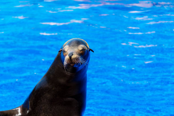 Sea Lion are social, vocal marine mammals known for their external ear flaps.